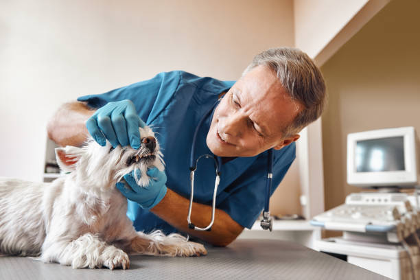 Best Emergency Dental Services for Seniors in Spring Hill, FL